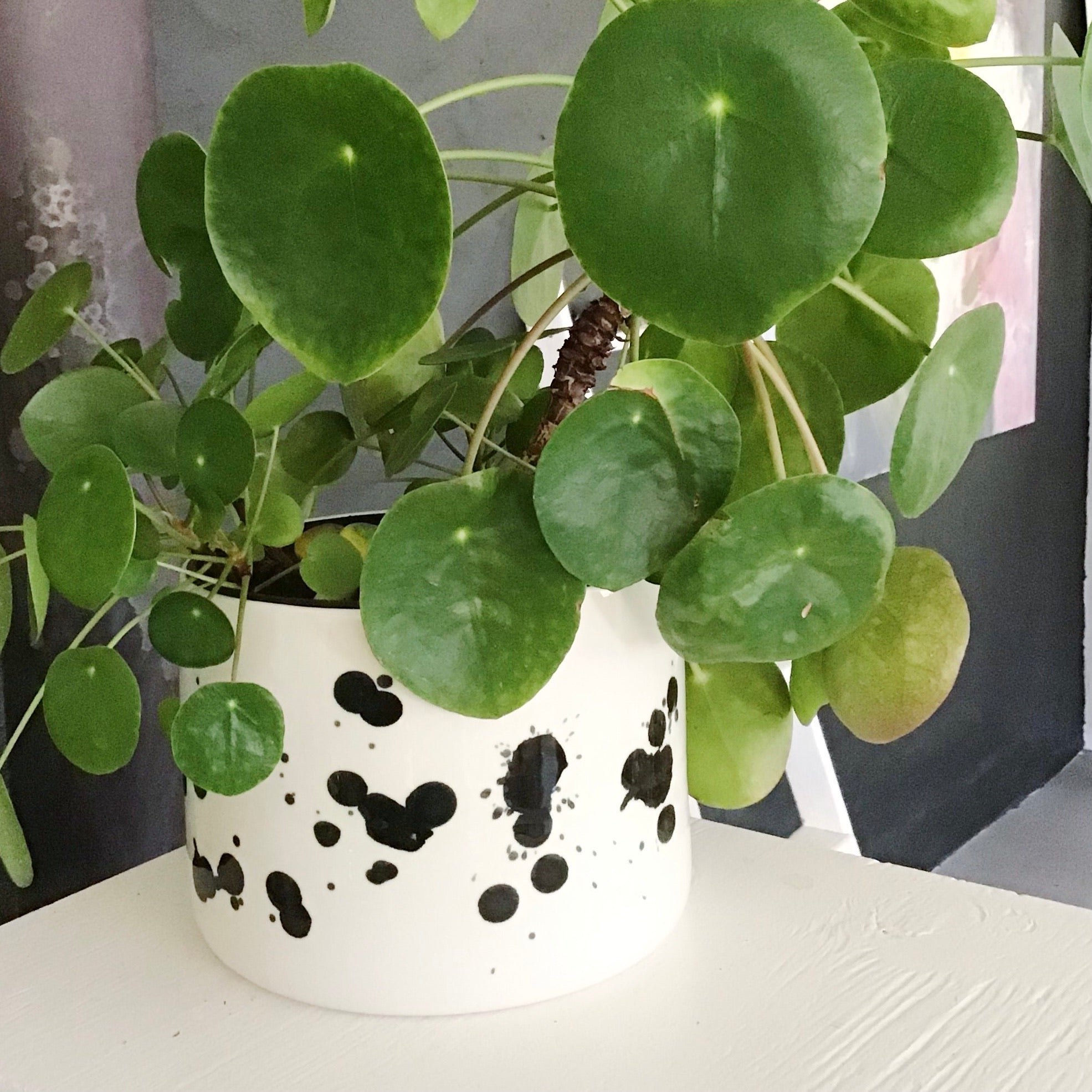 dalmatian plant pot Nosy mug with closed eyes. – annacarindahl.com